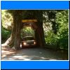 A16 Redwood Forest.jpg
